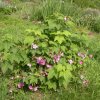 Rubus odoratus